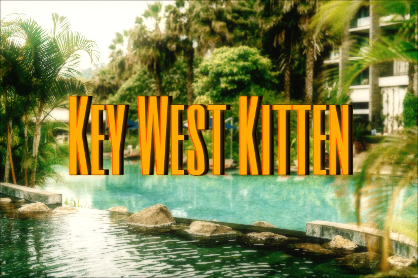 Key West Kitten image 1